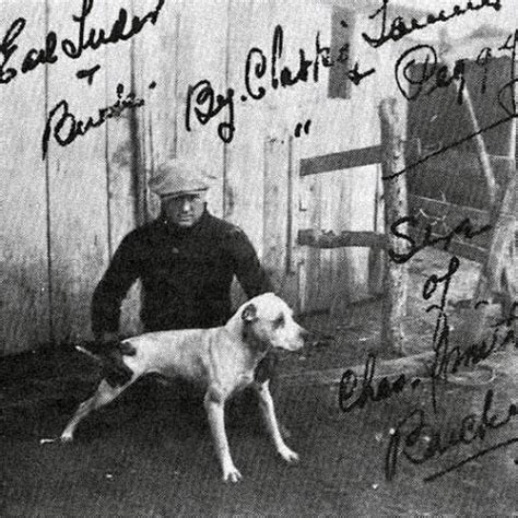 pitbull tudor black jack|earl tudor jack swift.